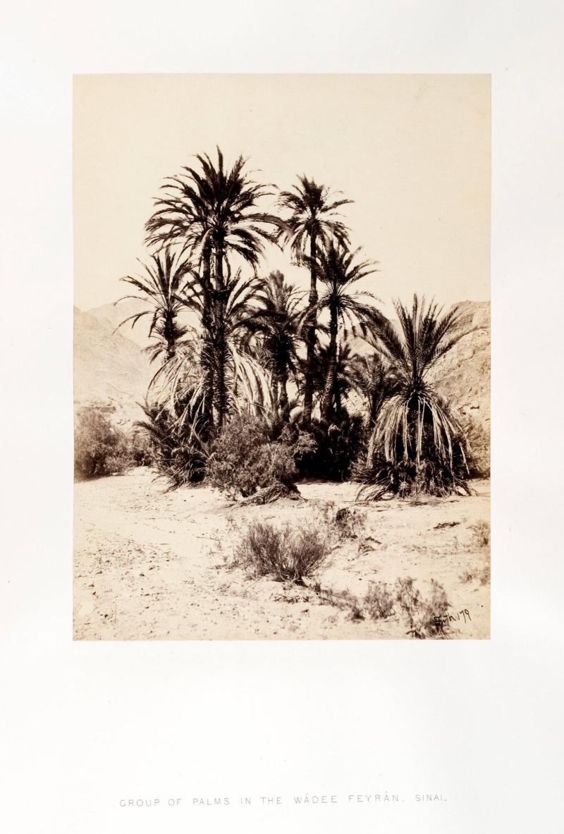 Group of the palms in the Wádee Feyrán, Sinai. Ur boken Egypt, Sinai and Palestine. Album 8