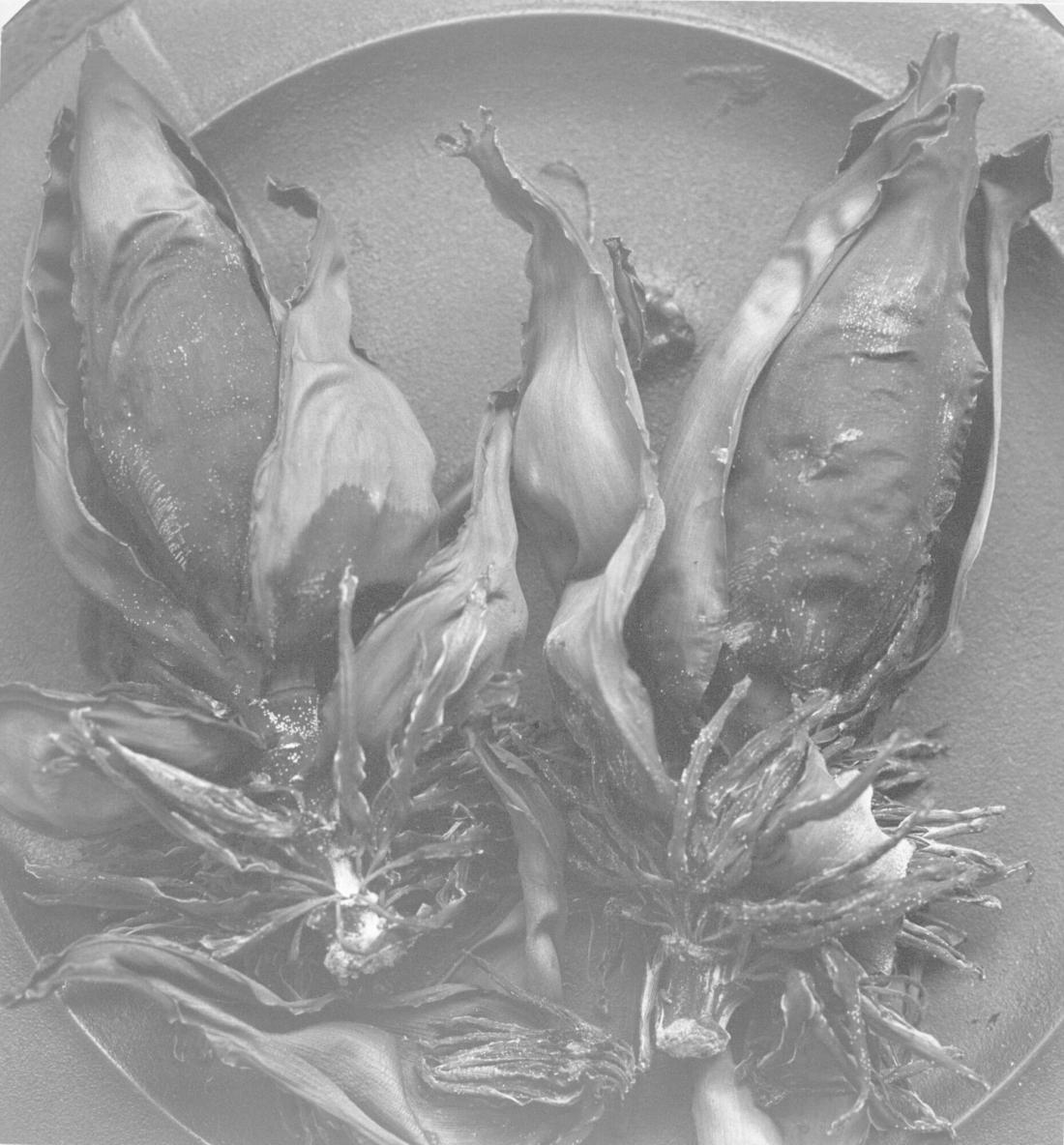Ananasblomma