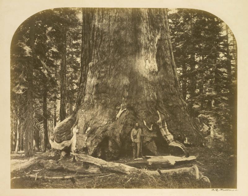 Section Grizzly Giant, Mariposa grove, 33 ft diam.