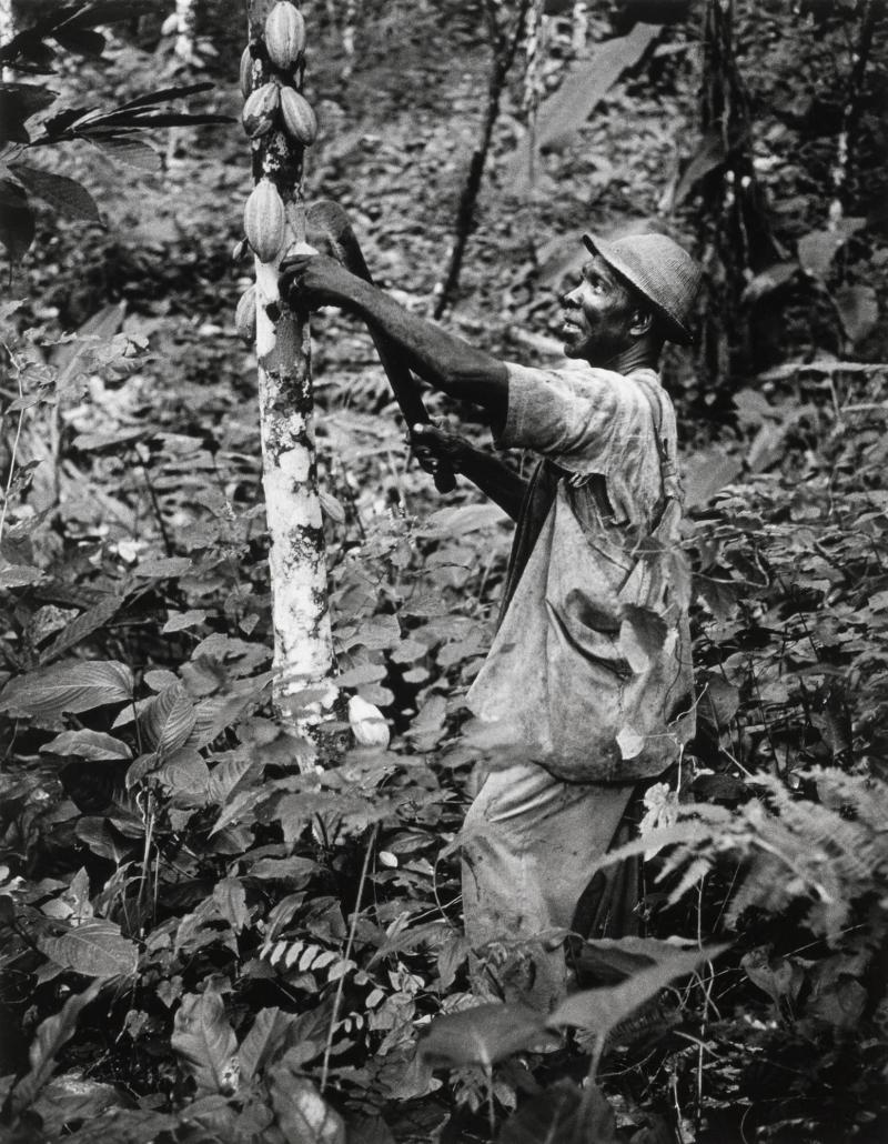 En bonde som skördar kakao, byns viktigaste inkomstkälla sedan 1900-talets början. Ur serien Tsito - en by i Ghana