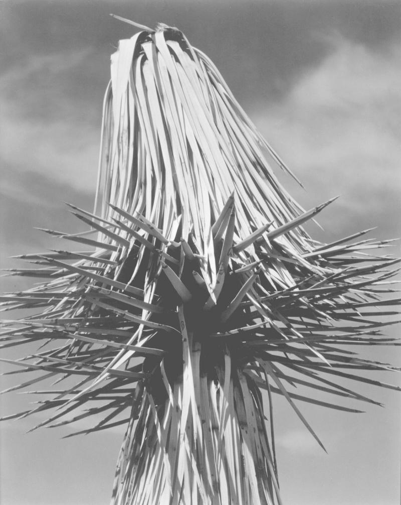 Joshua Tree, Mojave Desert