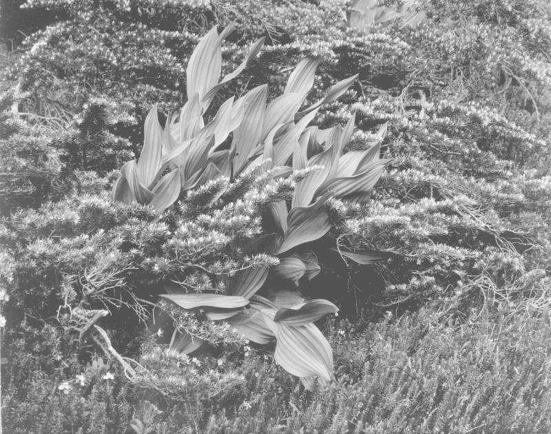 False Hellebore
