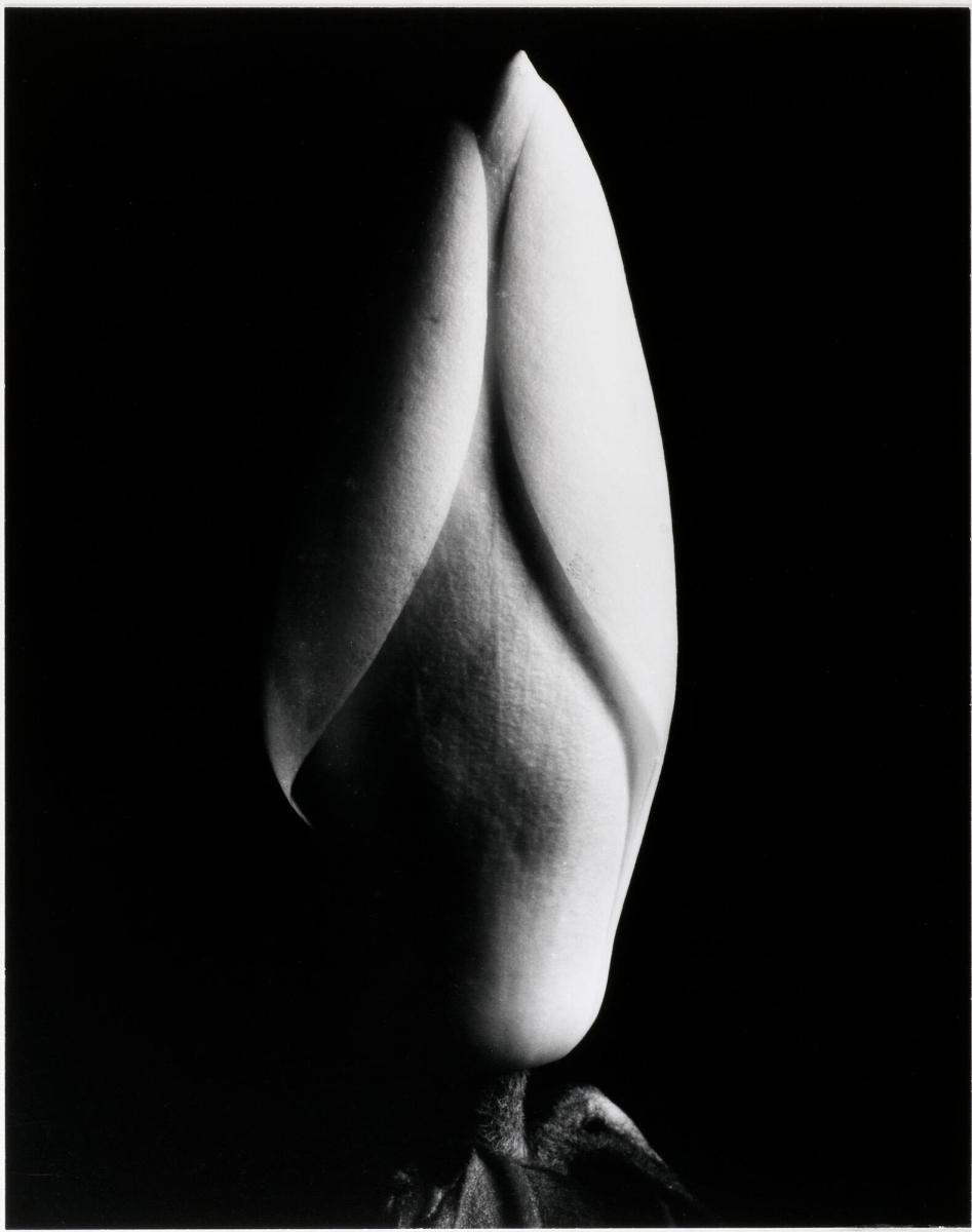 Magnolia Bud