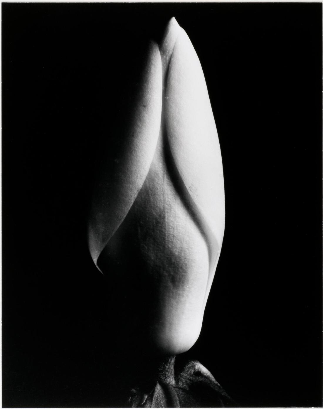 Magnolia Bud