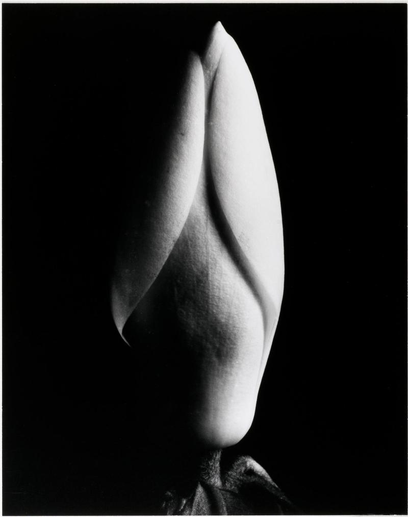 Magnolia Bud