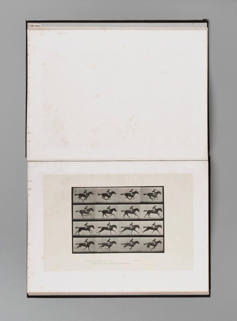 Animal Locomotion, plate 626. Ur serien Animal Locomotion by Eadweard Muybridge 1872-1885 Plates University of Pennsylvania