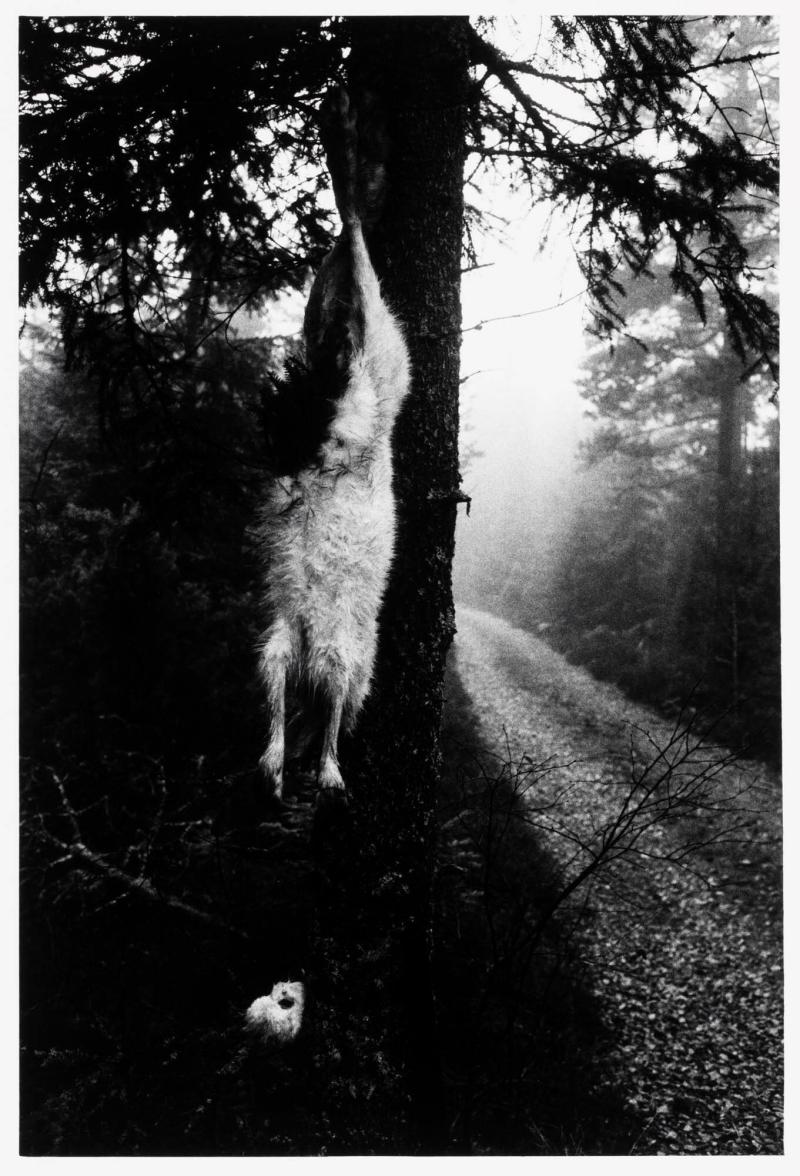 Bengt Nilsson i Söragårn jagar hare med beaglen Tanja. Ur serien Minnesbok över den svenske bonden