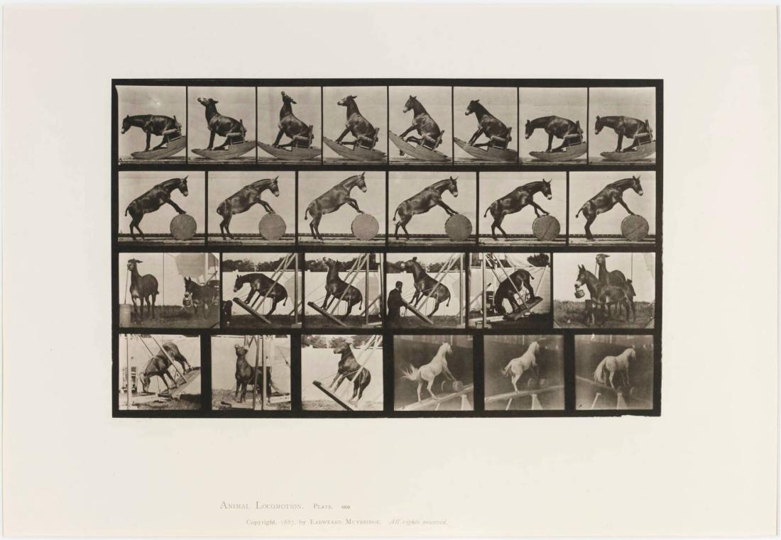 Animal Locomotion, plate 660. From the series Animal Locomotion 1872-1885 Plates University of Pennsylvania