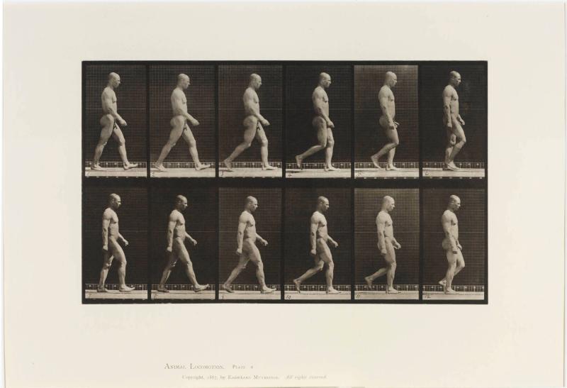 Animal Locomotion, plate 6. Ur serien Animal Locomotion by Eadweard Muybridge 1872-1885 Plates University of Pennsylvania