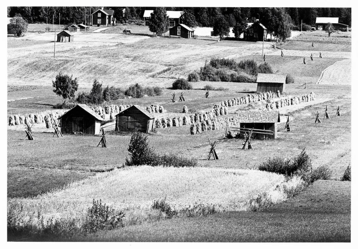 Hössjö, 21 augusti 1972. Ur serien Jordabok