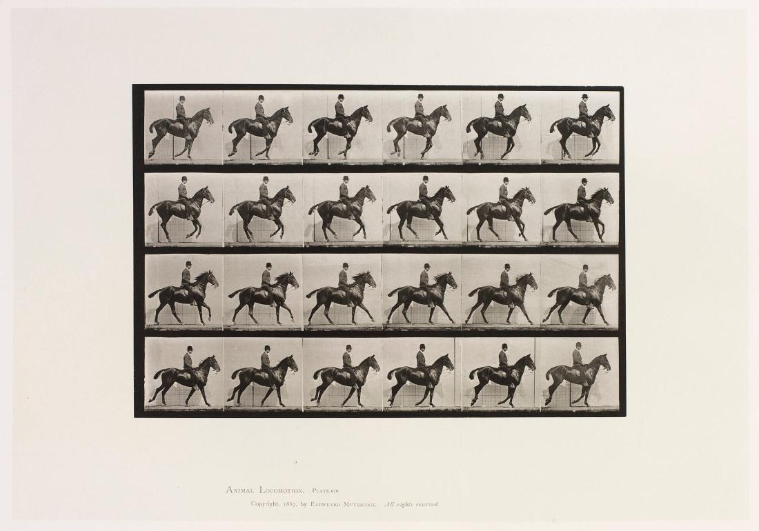 Animal Locomotion, plate 616. Ur serien Animal Locomotion by Eadweard Muybridge 1872-1885 Plates University of Pennsylvania