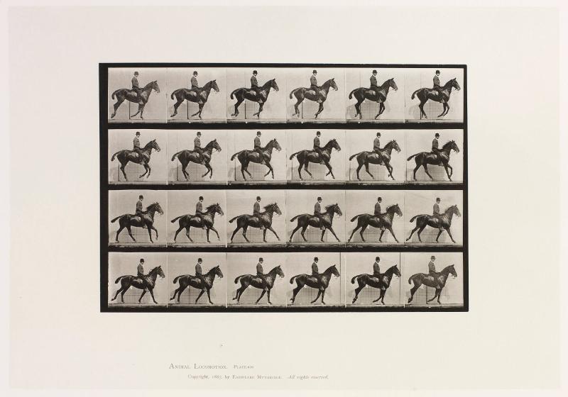 Animal Locomotion, plate 616. Ur serien Animal Locomotion by Eadweard Muybridge 1872-1885 Plates University of Pennsylvania