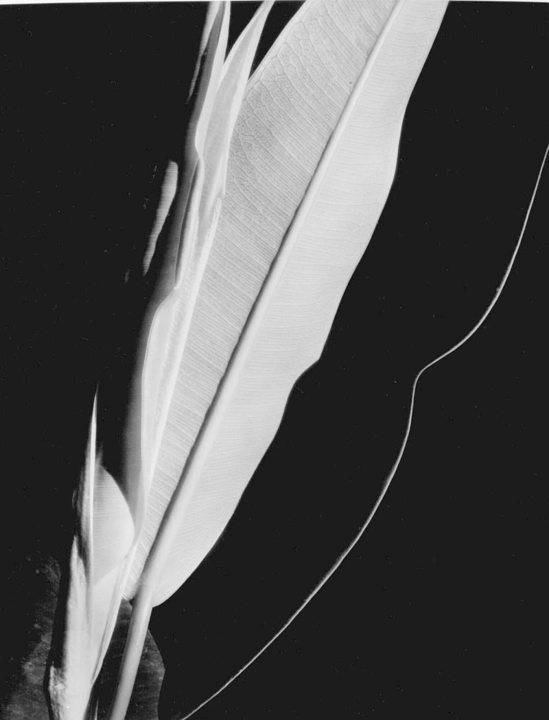 Rubber plant