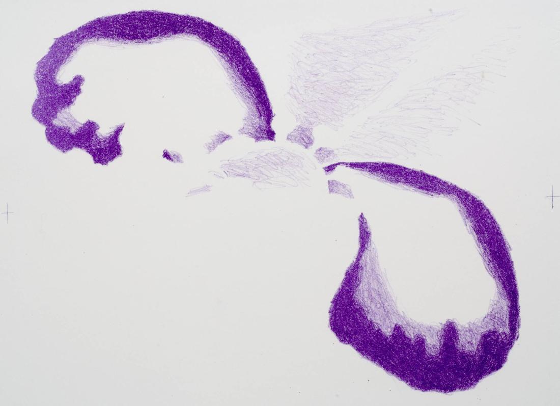 Hirundinoides - Fosterblomma