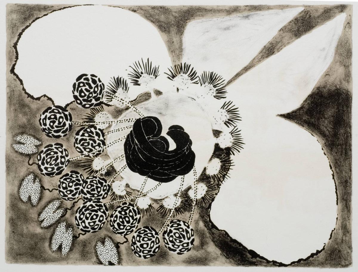 Hirundinoides - Fosterblomma