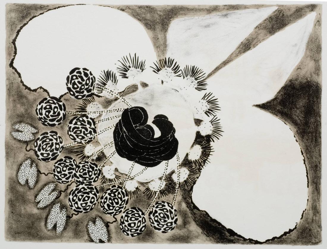 Hirundinoides - Fosterblomma
