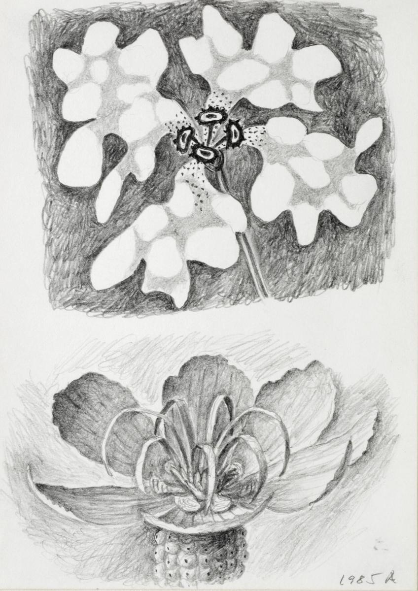 Studier av tropiska blommor