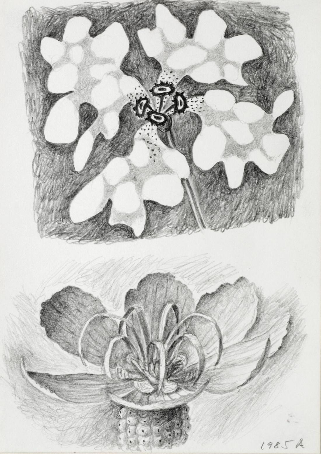Studier av tropiska blommor