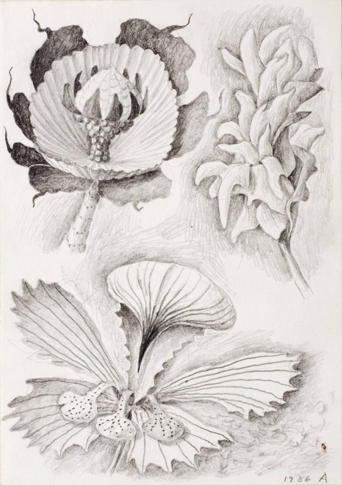 Studier av tropiska blommor