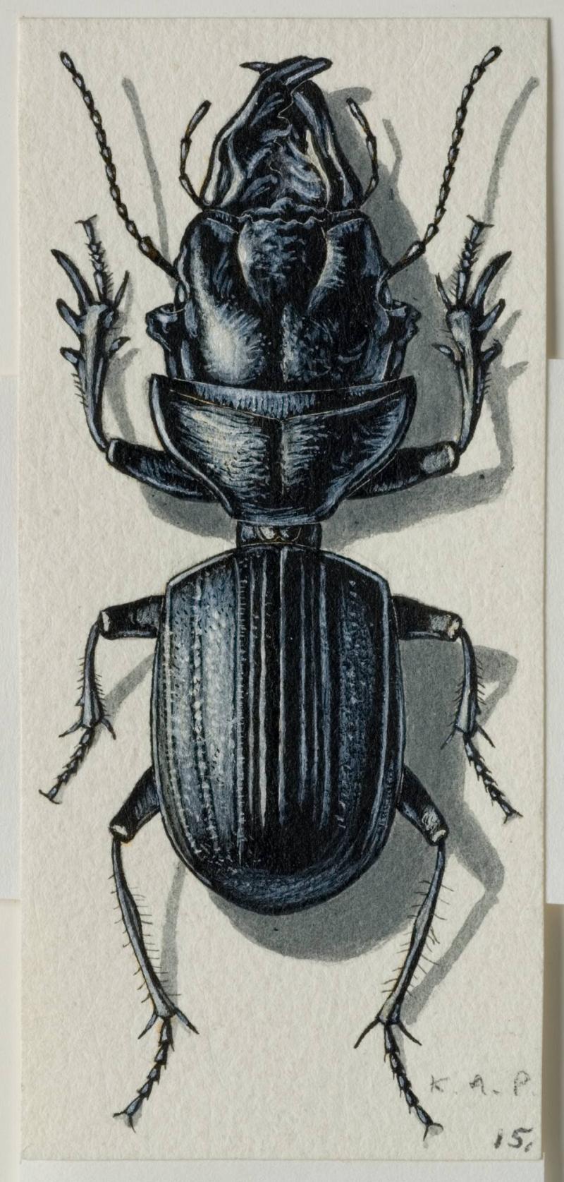 Crepidopterus nodifrons Pehrs