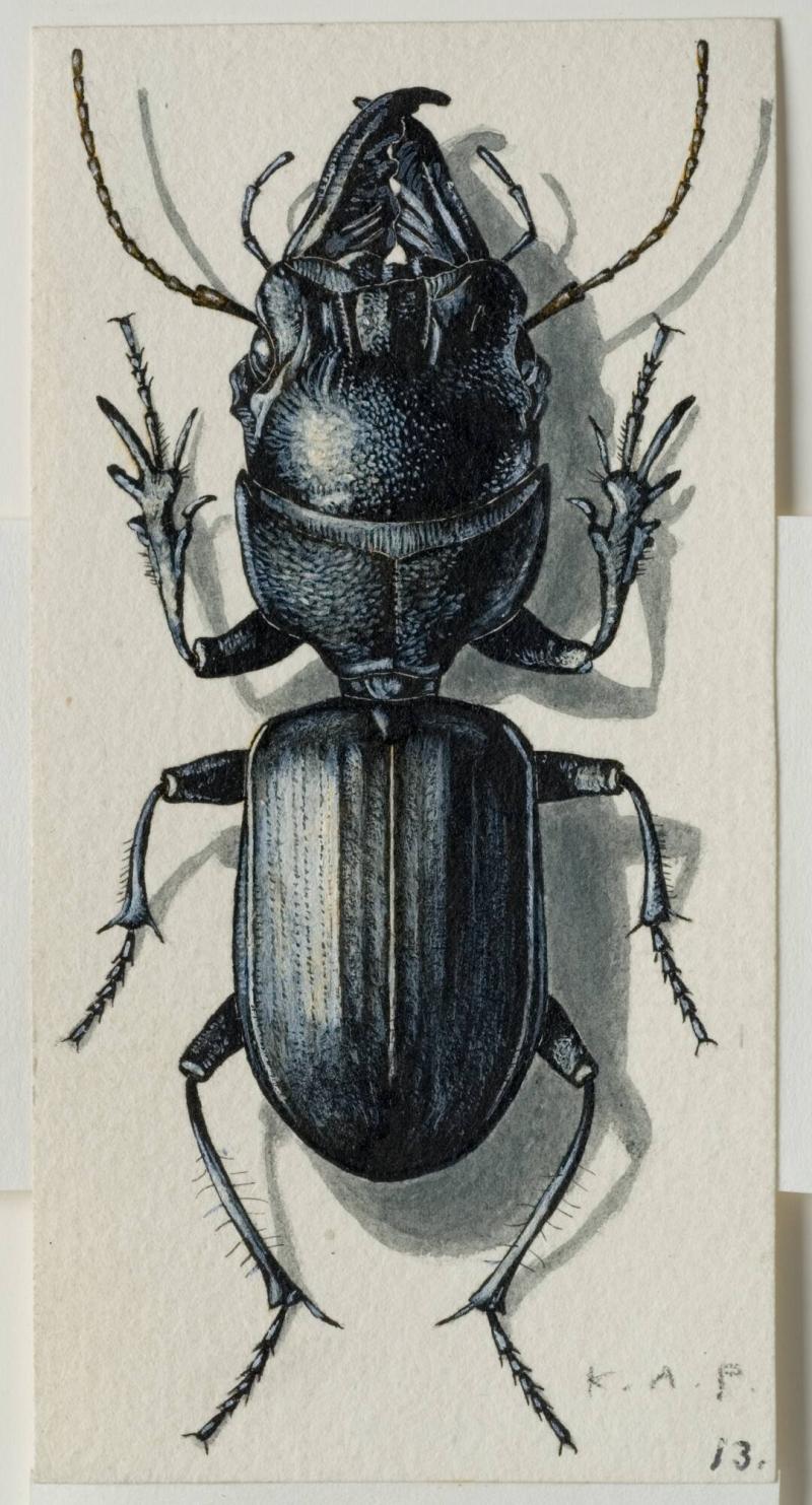 Crepidopterus gallienii All