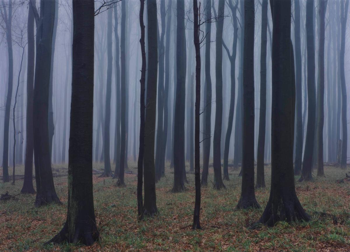 Skov