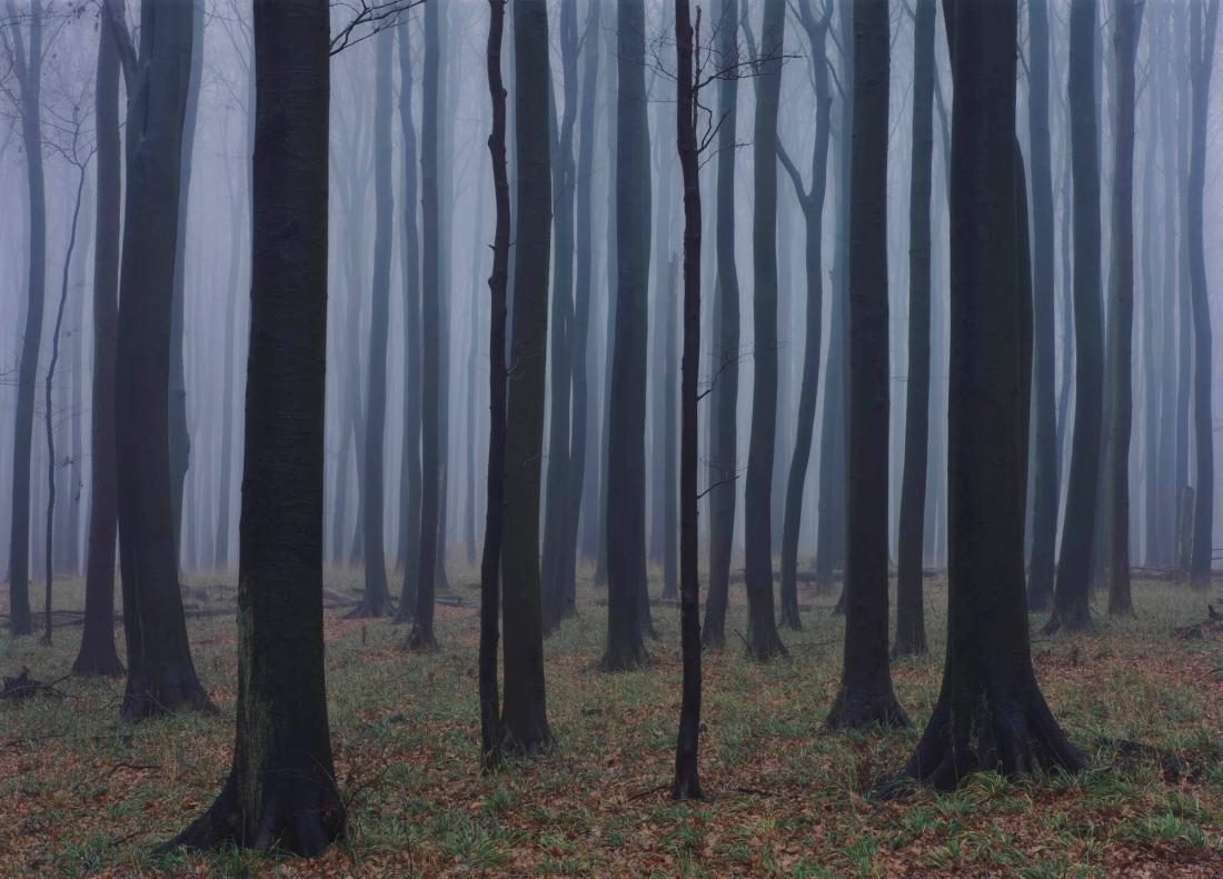 Skov
