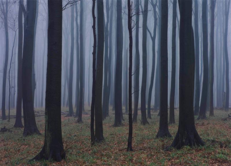 Skov
