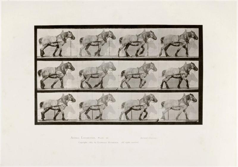 Animal Locomotion, plate 565. Ur serien Animal Locomotion by Eadweard Muybridge 1872-1885 Plates University of Pennsylvania