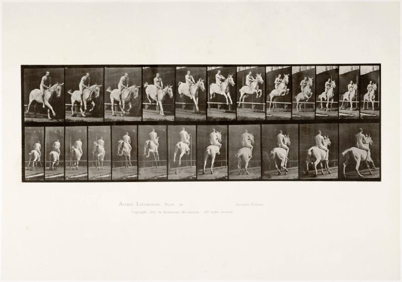 Animal Locomotion, plate 647. Ur serien Animal Locomotion by Eadweard Muybridge 1872-1885 Plates University of Pennsylvania