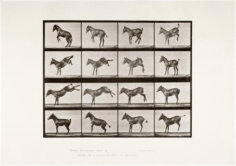 Animal Locomotion, plate 659. Ur serien Animal Locomotion by Eadweard Muybridge 1872-1885 Plates University of Pennsylvania
