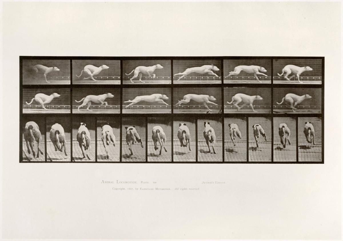 Animal Locomotion, plate 710. Ur serien Animal Locomotion by Eadweard Muybridge 1872-1885 Plates University of Pennsylvania