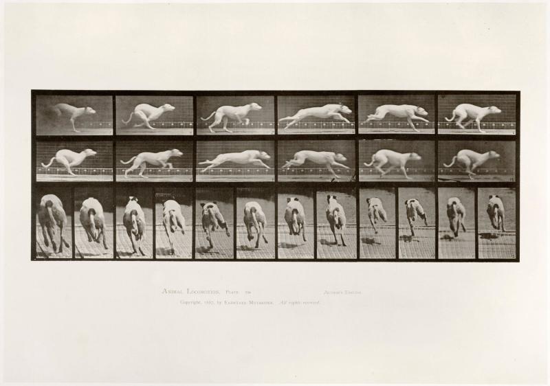 Animal Locomotion, plate 710. Ur serien Animal Locomotion by Eadweard Muybridge 1872-1885 Plates University of Pennsylvania