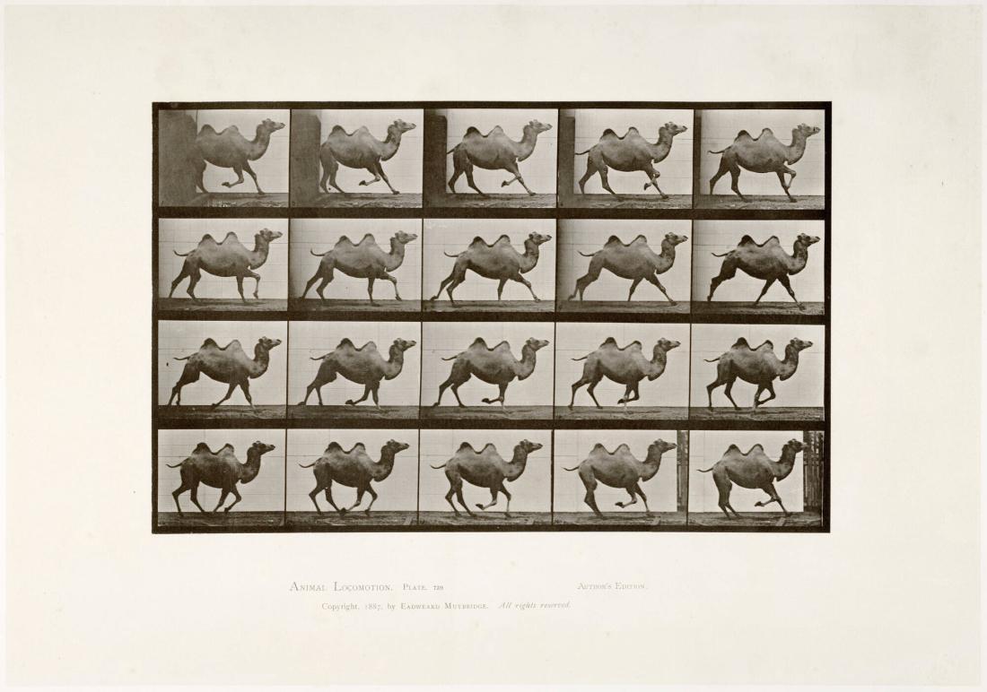 Animal Locomotion, plate 739. Ur serien Animal Locomotion by Eadweard Muybridge 1872-1885 Plates University of Pennsylvania