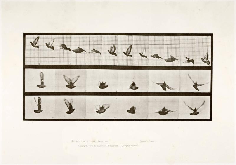 Animal Locomotion, plate 755. Ur serien Animal Locomotion by Eadweard Muybridge 1872-1885 Plates University of Pennsylvania