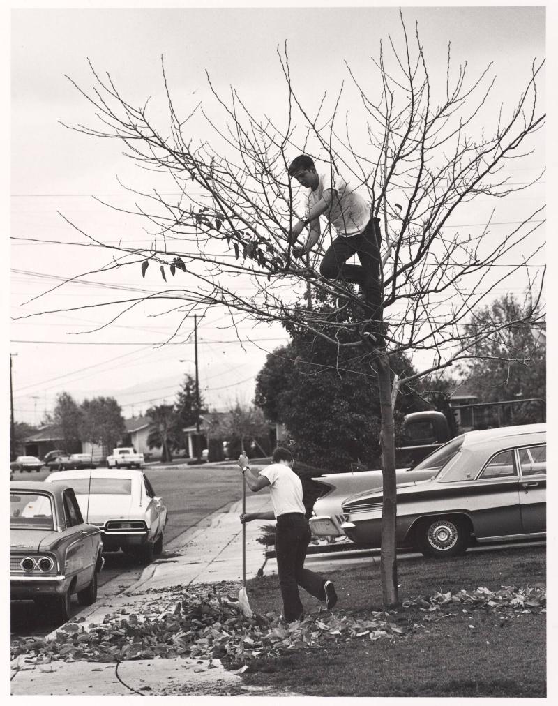 My dad thinks it's a good idea to take all the leaves off the tree and rake up the yard. I think he's crazy.