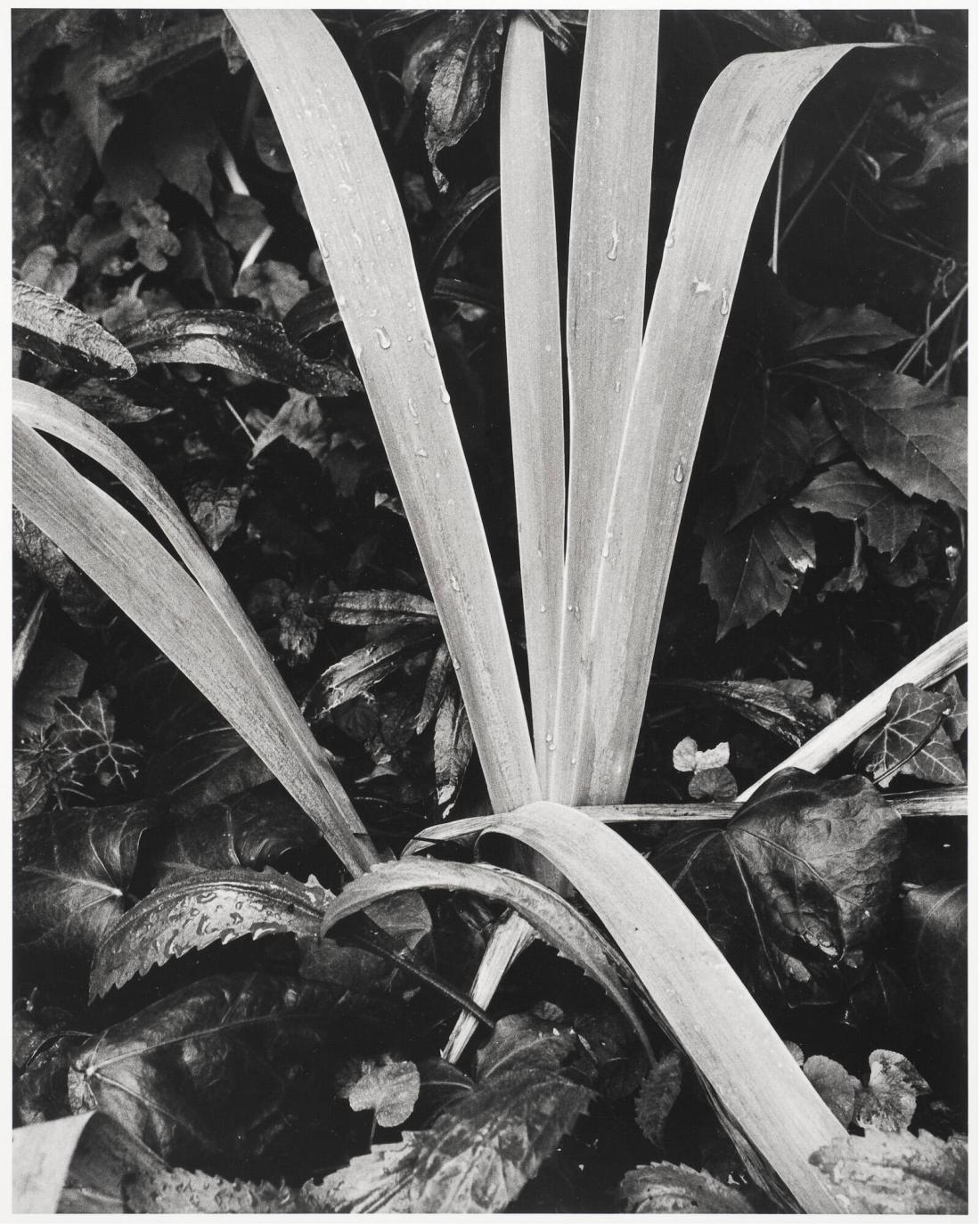 Iris Facing the Winter