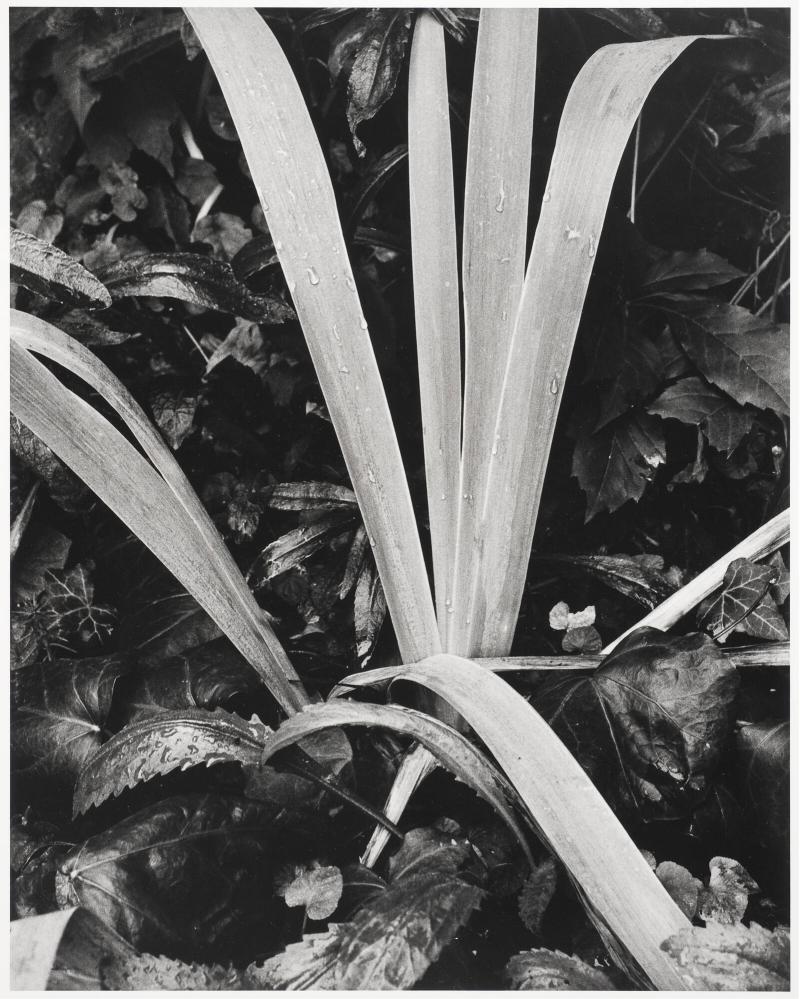 Iris Facing the Winter
