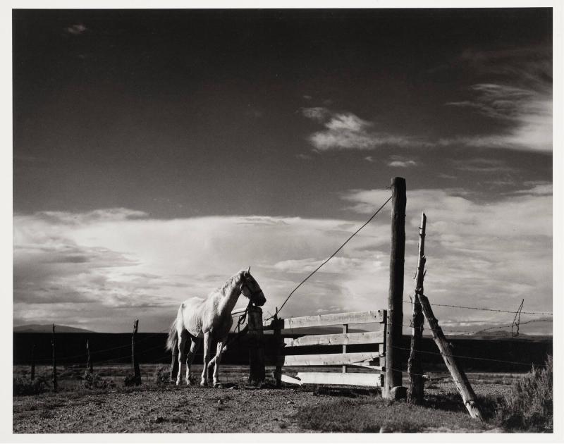 White Horse