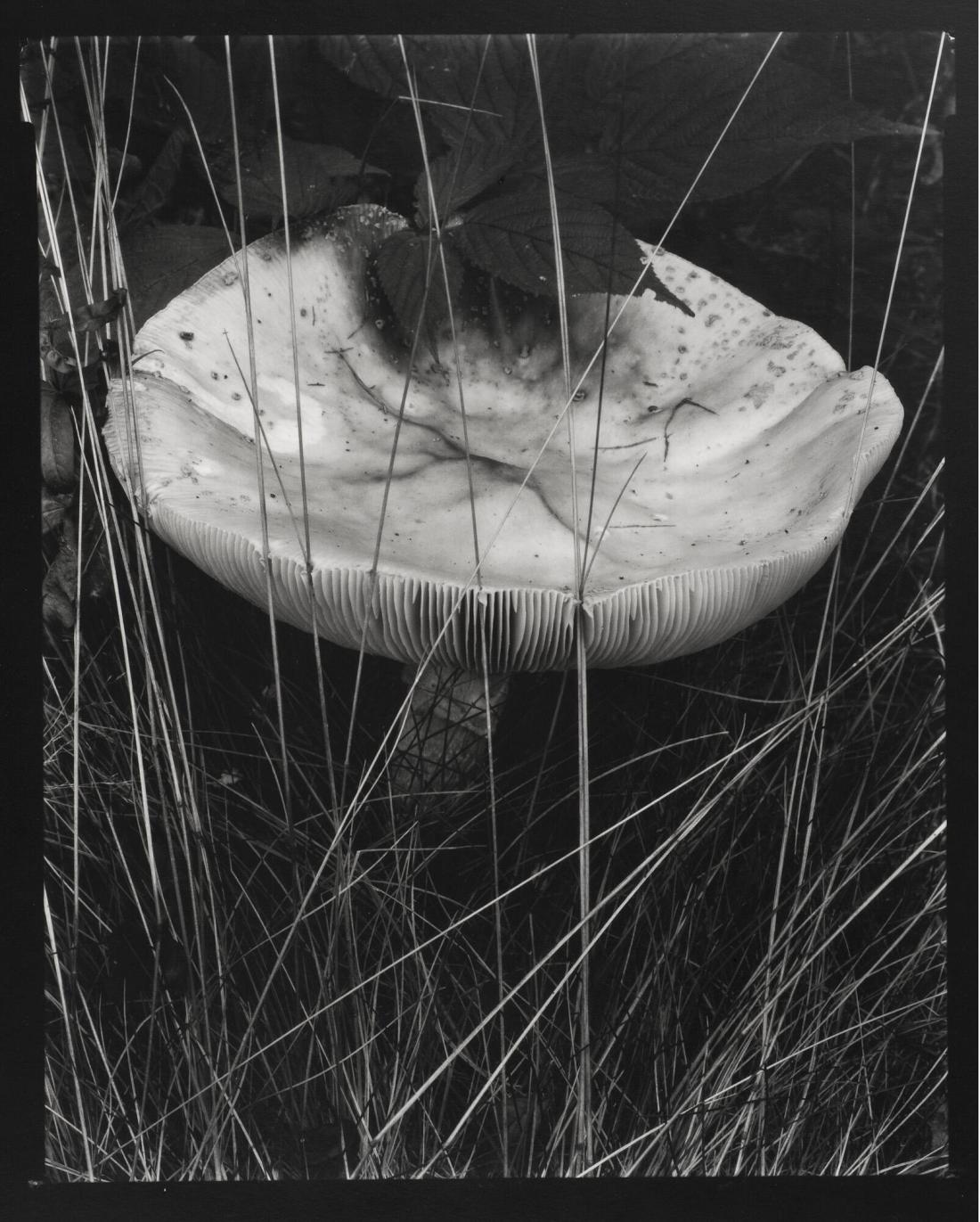 Toadstool and Grasses