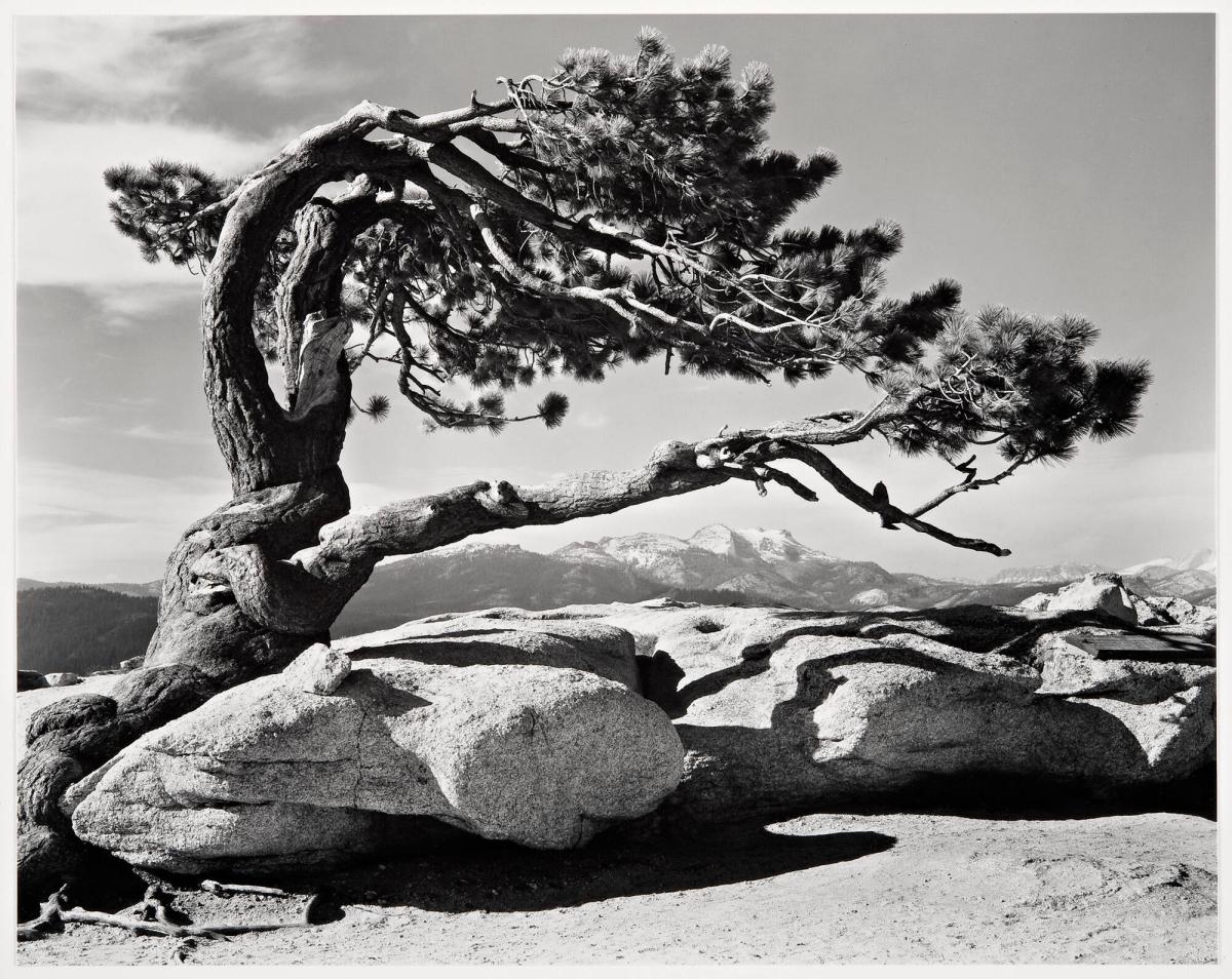 Jeffrey Pine, Sentinel Dome