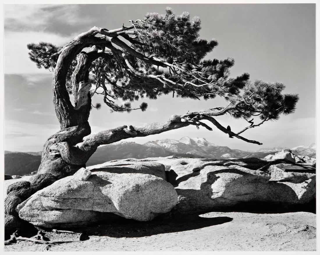 Jeffrey Pine, Sentinel Dome
