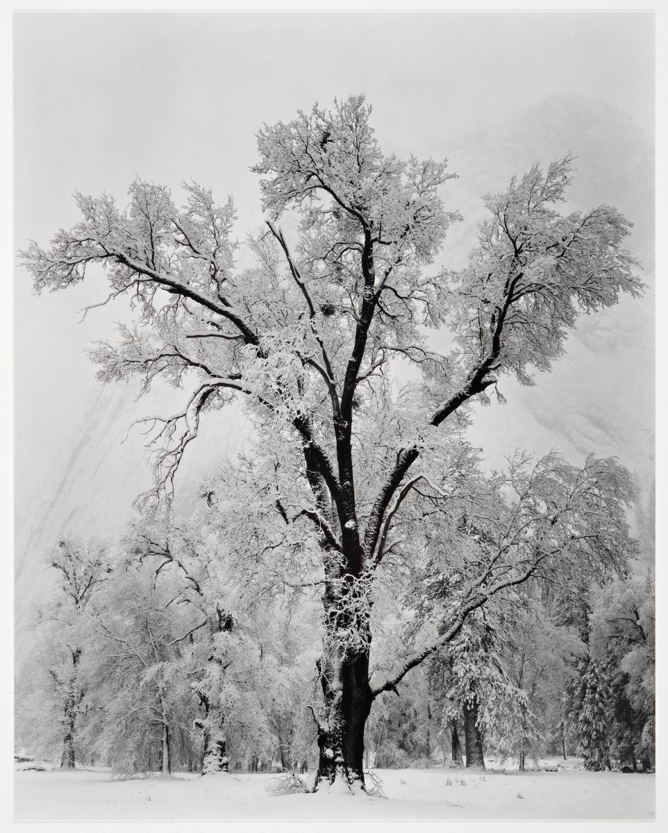 Oaktree, Snowstorm
