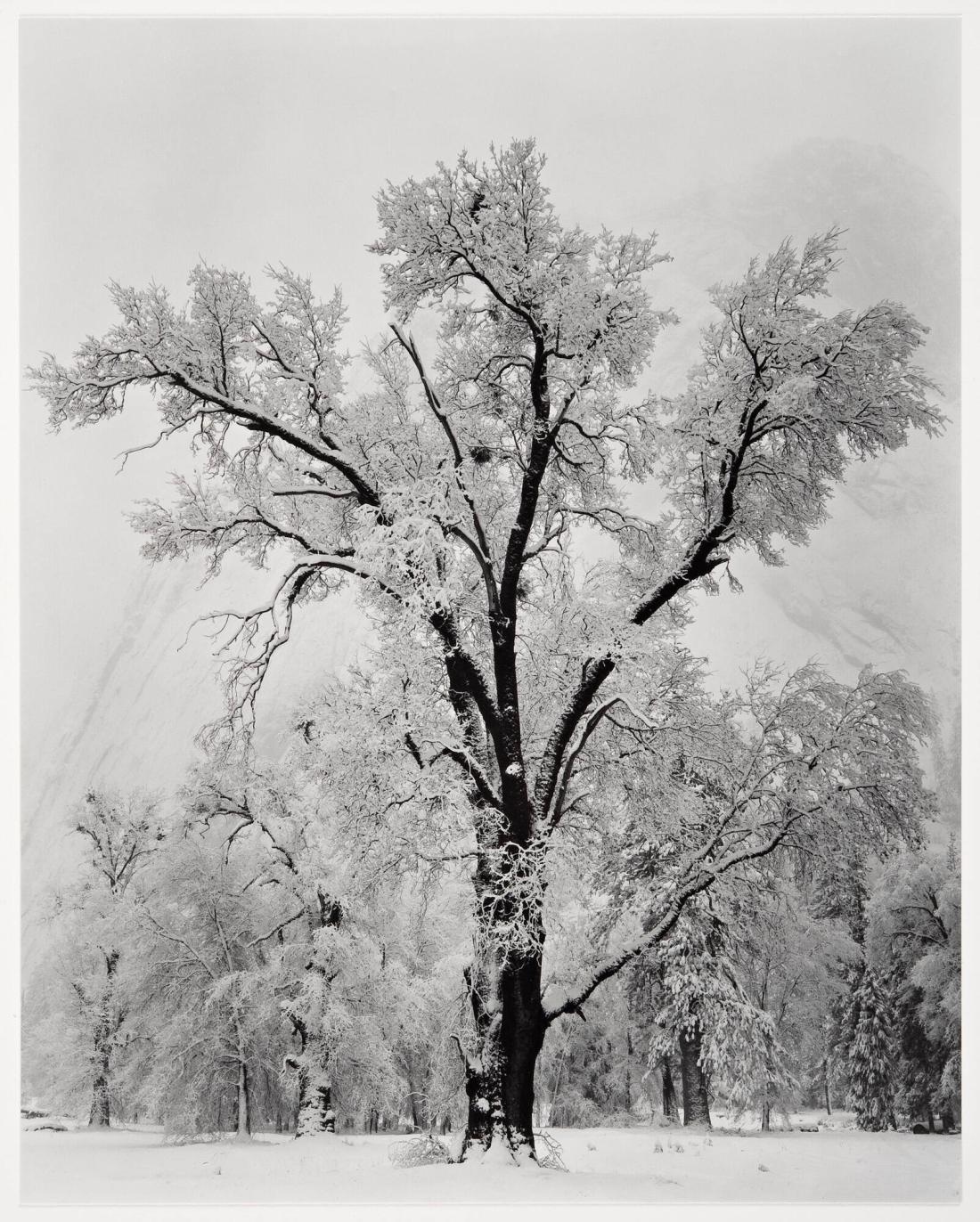 Oaktree, Snowstorm