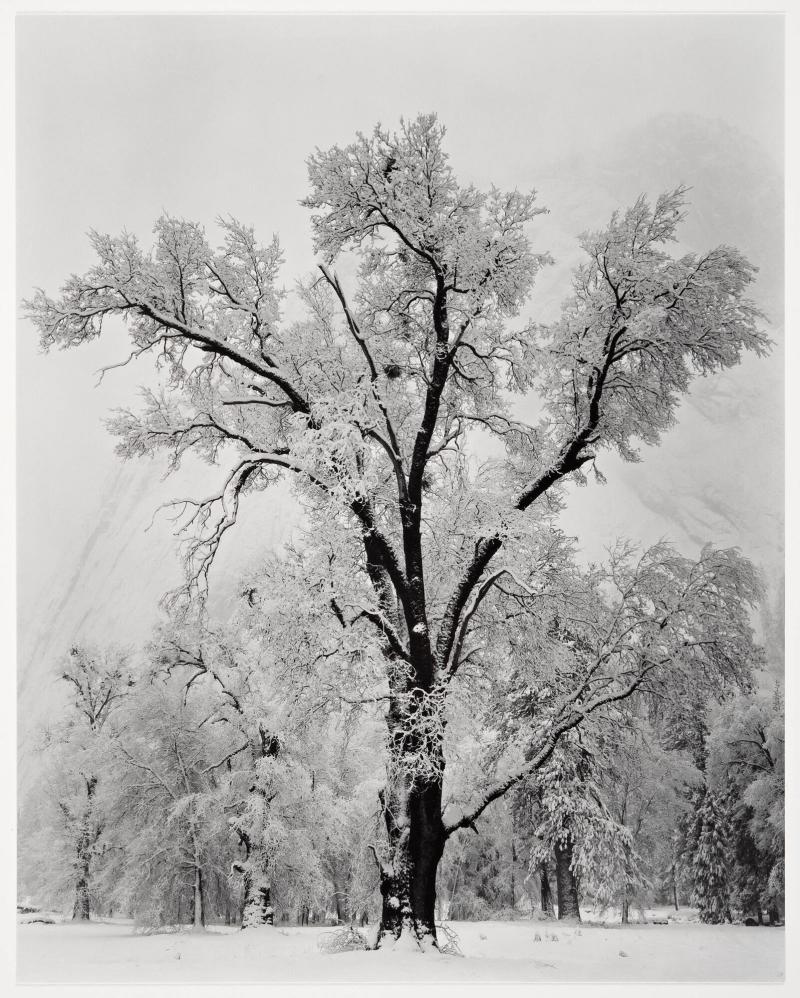 Oaktree, Snowstorm