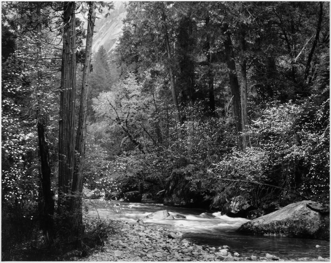 Tenaya Creek, Dogwood, Rain