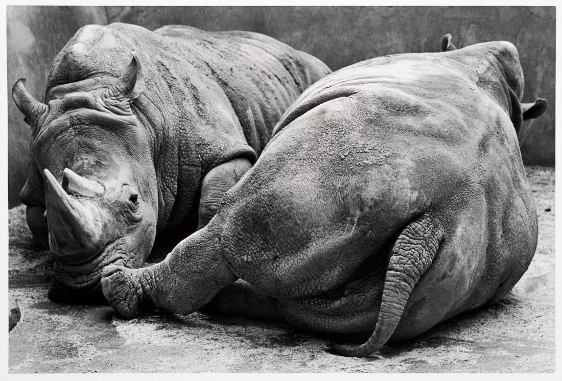 Chester Zoo. Ur serien Fotografier från England och Wales