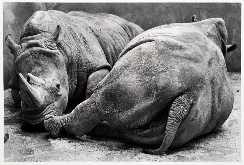 Chester Zoo. Ur serien Fotografier från England och Wales
