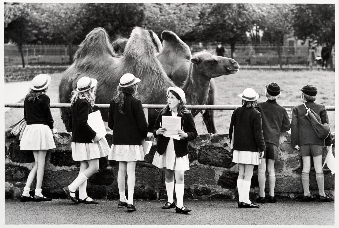 Chester Zoo. Ur serien Fotografier från England och Wales