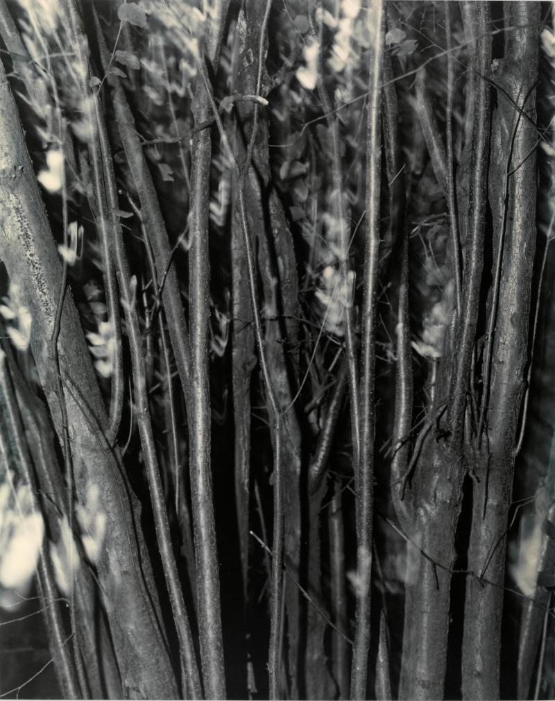 Naturalis (U.T.)